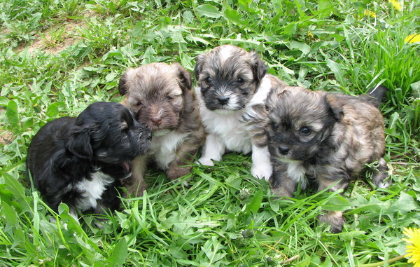 v.l.n.r. Amy, April, Anouk & Affinity 