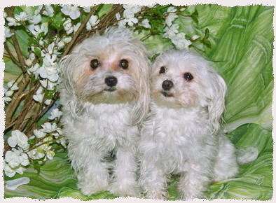 Nibi & Angel